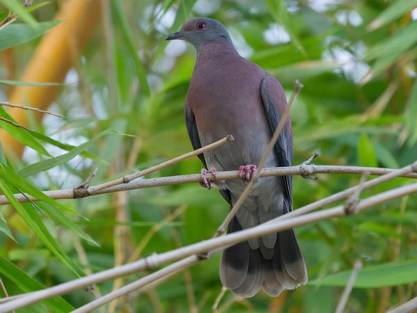 Rosse duif (Patagioenas cayennensis)